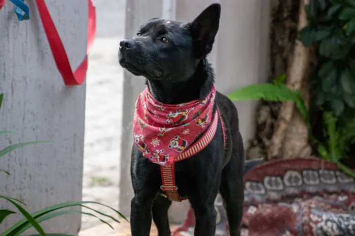 Cachorro ra a SRD idade 3 anos nome Holly