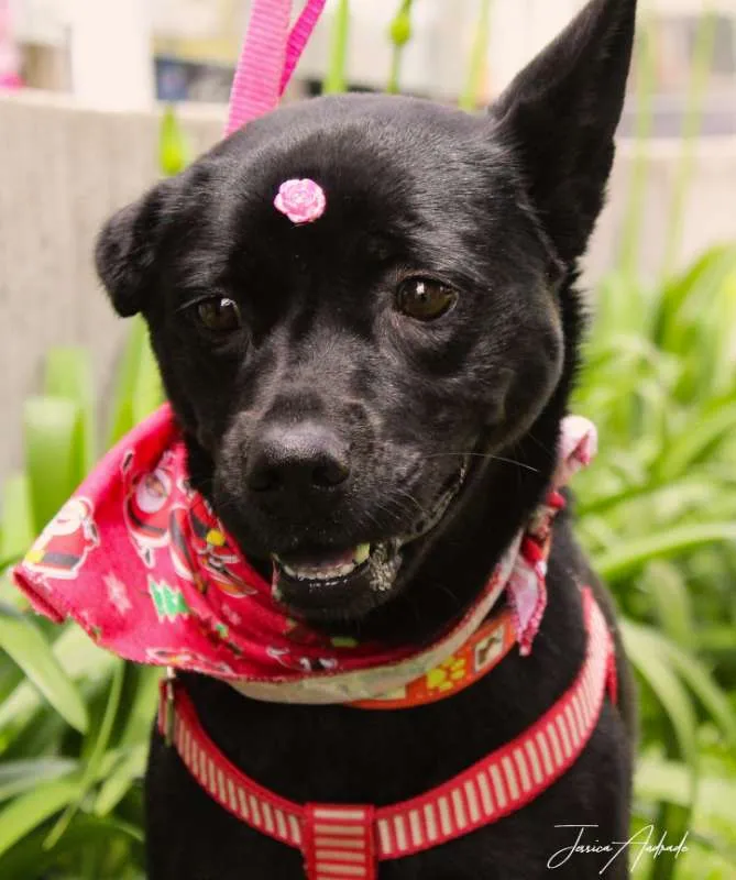 Cachorro ra a SRD idade 3 anos nome Holly