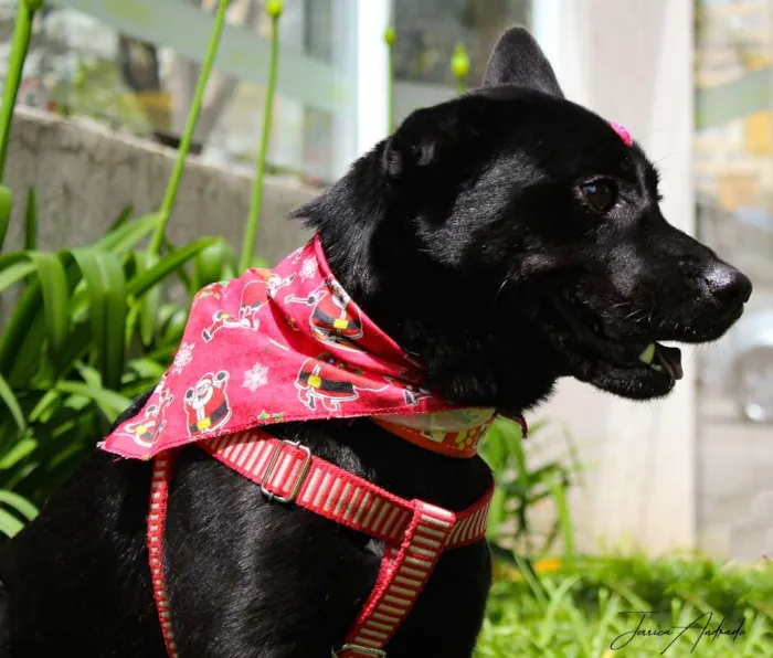 Cachorro ra a SRD idade 3 anos nome Holly