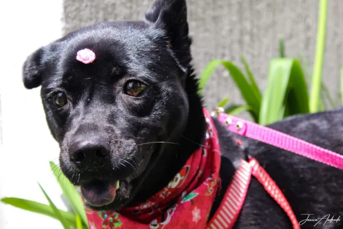 Cachorro ra a SRD idade 3 anos nome Holly