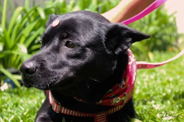 Cachorro ra a SRD idade 3 anos nome Holly