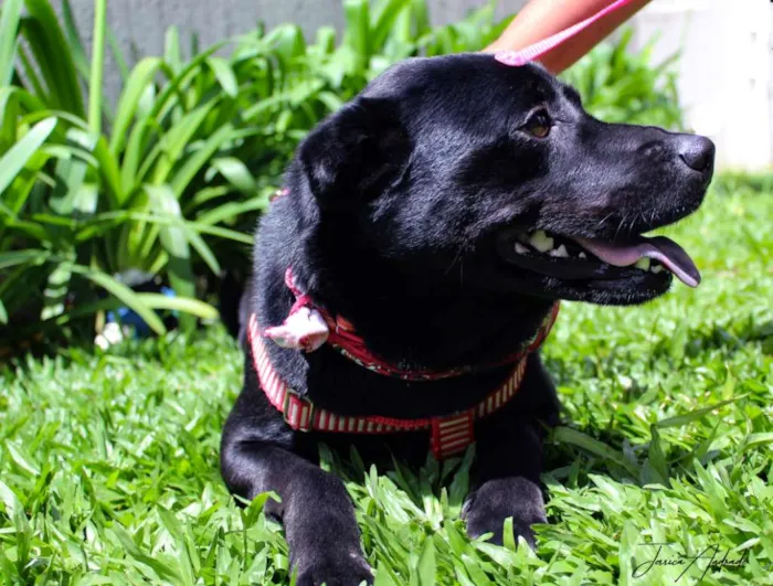 Cachorro ra a SRD idade 3 anos nome Holly