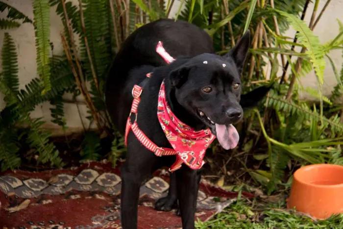 Cachorro ra a SRD idade 3 anos nome Holly