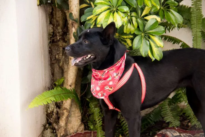 Cachorro ra a SRD idade 3 anos nome Holly
