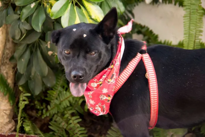 Cachorro ra a SRD idade 3 anos nome Holly