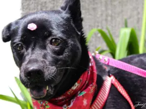 Cachorro raça SRD idade 3 anos nome Holly
