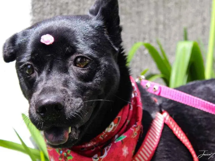 Cachorro ra a SRD idade 3 anos nome Holly