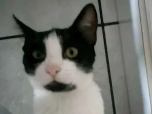 Gato raça Vira lata idade 2 a 6 meses nome Não tem nomes