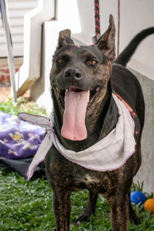 Cachorro ra a SRD idade 1 ano nome Vida