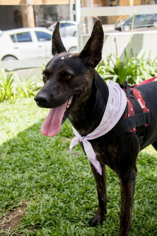Cachorro ra a SRD idade 1 ano nome Vida