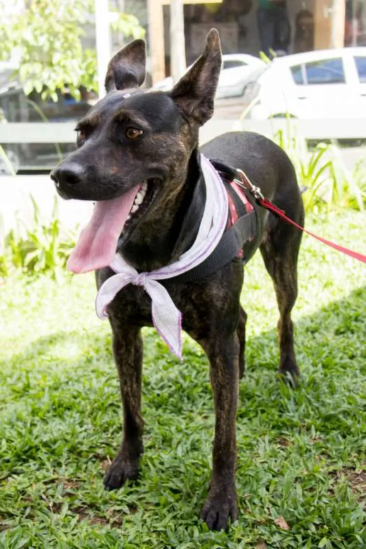 Cachorro ra a SRD idade 1 ano nome Vida