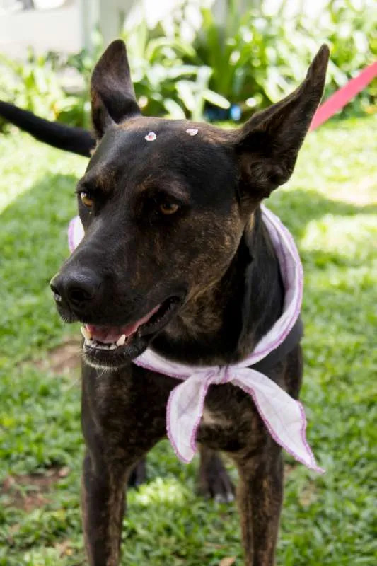 Cachorro ra a SRD idade 1 ano nome Vida