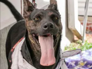 Cachorro raça SRD idade 1 ano nome Vida