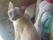 Gato raça Vira-lata idade 7 a 11 meses nome Quatro Gatinhos