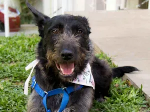 Cachorro raça SRD idade 2 anos nome Valentina