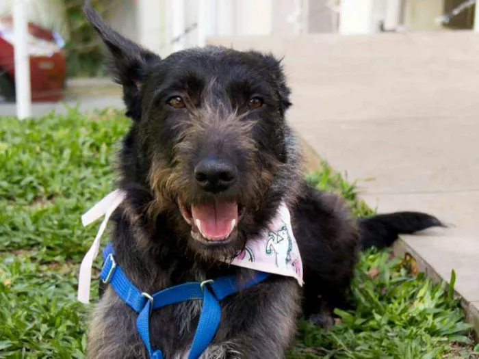 Cachorro ra a SRD idade 2 anos nome Valentina