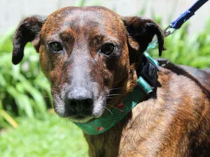 Cachorro raça SRD idade 4 anos nome Tigrão