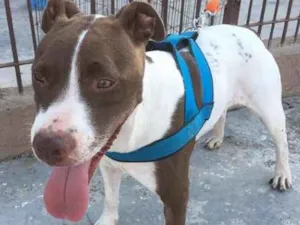 Cachorro raça SRD idade 2 anos nome Kira