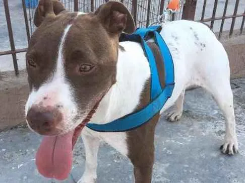 Cachorro ra a SRD idade 2 anos nome Kira