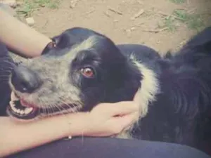 Cachorro raça SRD idade 4 anos nome SHEIKE