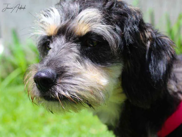 Cachorro ra a srd idade 1 ano nome Amélia