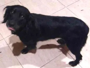 Cachorro raça Indefinida idade 1 ano nome Pretinha 