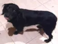 Pretinha