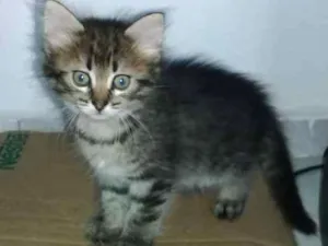 Gato raça  idade 2 a 6 meses nome Gatos