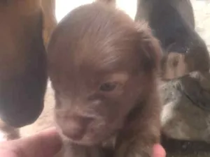 Cachorro raça Vira lata idade Abaixo de 2 meses nome Nao tem nome ainda