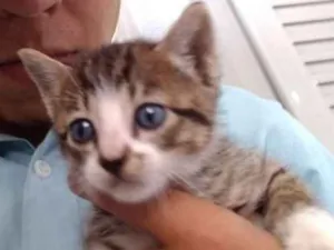 Gato raça Srd idade Abaixo de 2 meses nome Sem nome
