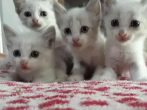 Gato raça desconhecida idade 2 a 6 meses nome Sem nome