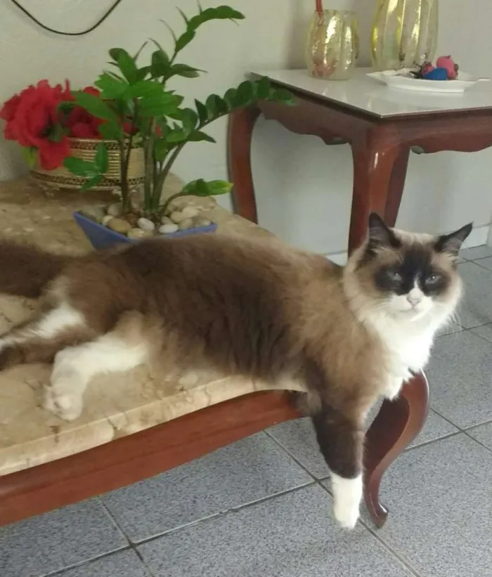 Gato ra a Mestiço ( parece com ragdoll)  idade 5 anos nome Príncipe