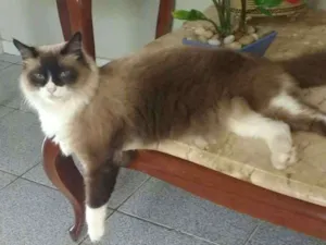 Gato raça Mestiço ( parece com ragdoll)  idade 5 anos nome Príncipe