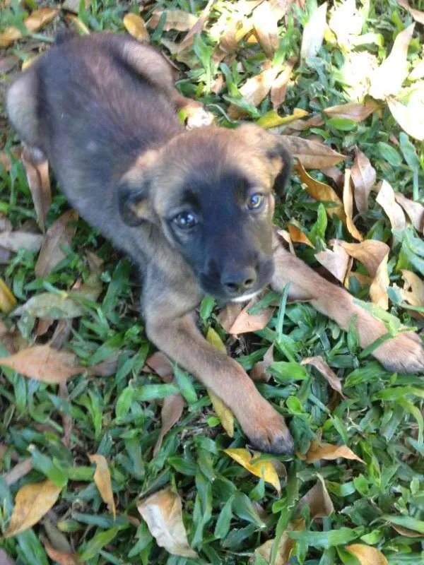 Cachorro ra a não definida idade 2 a 6 meses nome não possui nome 