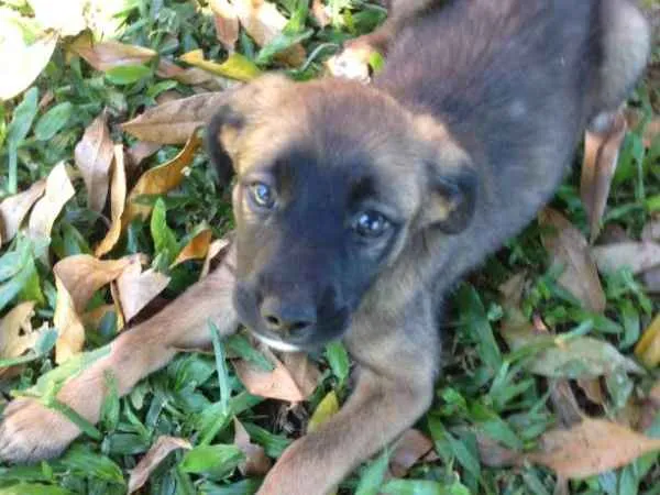Cachorro ra a não definida idade 2 a 6 meses nome não possui nome 