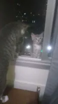 Gatinhos