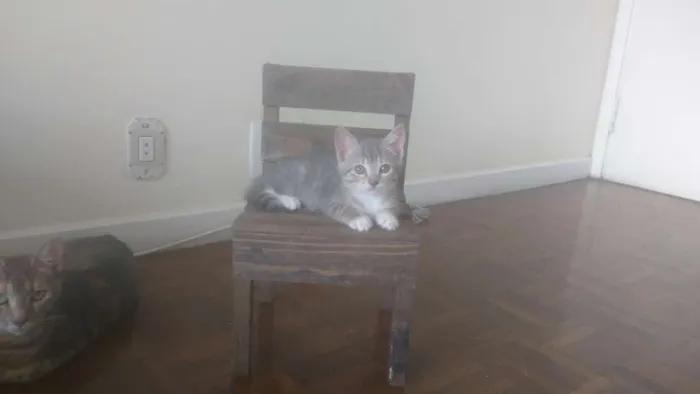 Gato ra a  idade 2 a 6 meses nome Gatinhos