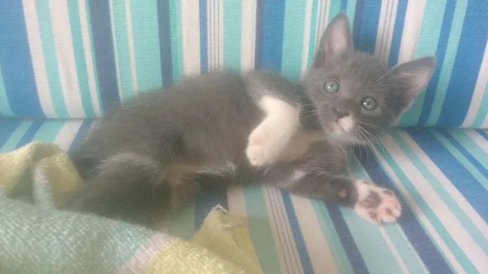 Gato ra a  idade 2 a 6 meses nome Gatinhos