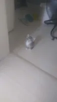Gatinhos