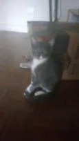 Gatinhos