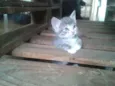 Gatinhos