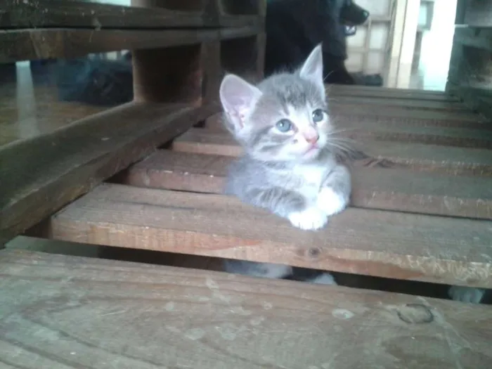 Gato ra a  idade 2 a 6 meses nome Gatinhos