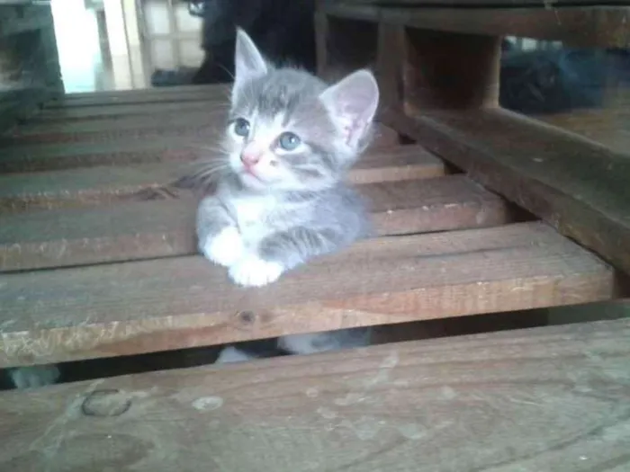 Gato ra a  idade 2 a 6 meses nome Gatinhos