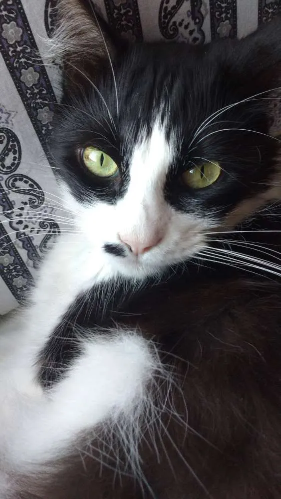Gato ra a  idade 5 anos nome Mel 