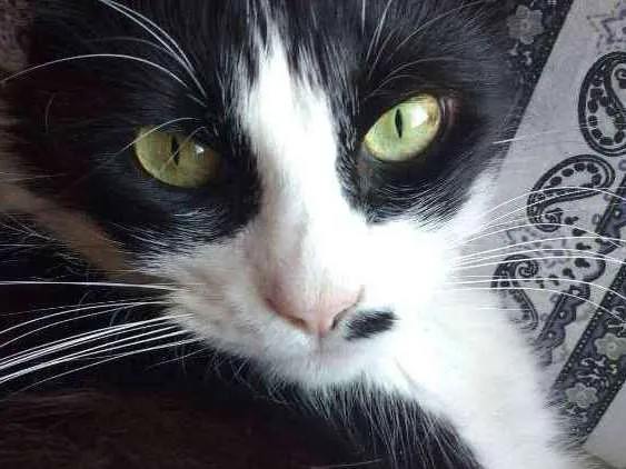 Gato ra a  idade 5 anos nome Mel 
