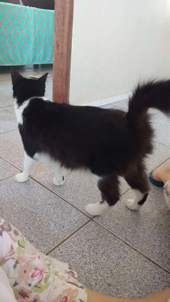 Gato ra a  idade 5 anos nome Mel 