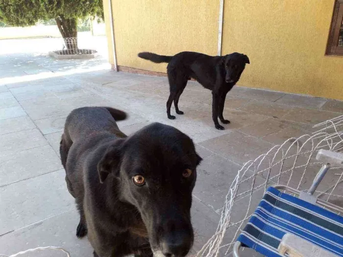 Cachorro ra a Labrador/Pastor idade 4 anos nome Robin e Muller