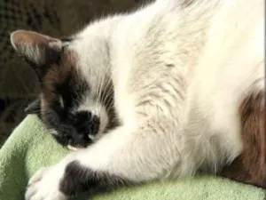 Gato raça Mestiço siamês idade 6 ou mais anos nome Frodo