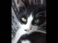 Mel 