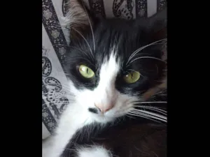Gato raça  idade 5 anos nome Mel 